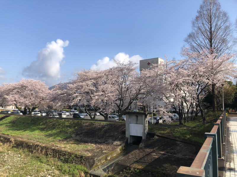 堤防の桜